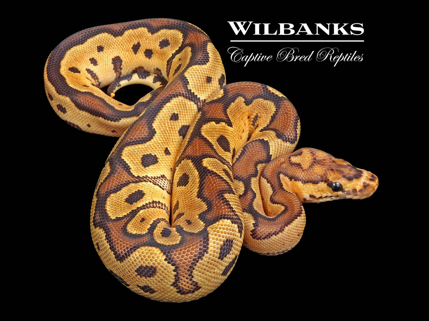 Fire Clown Ball Python ♀ '24