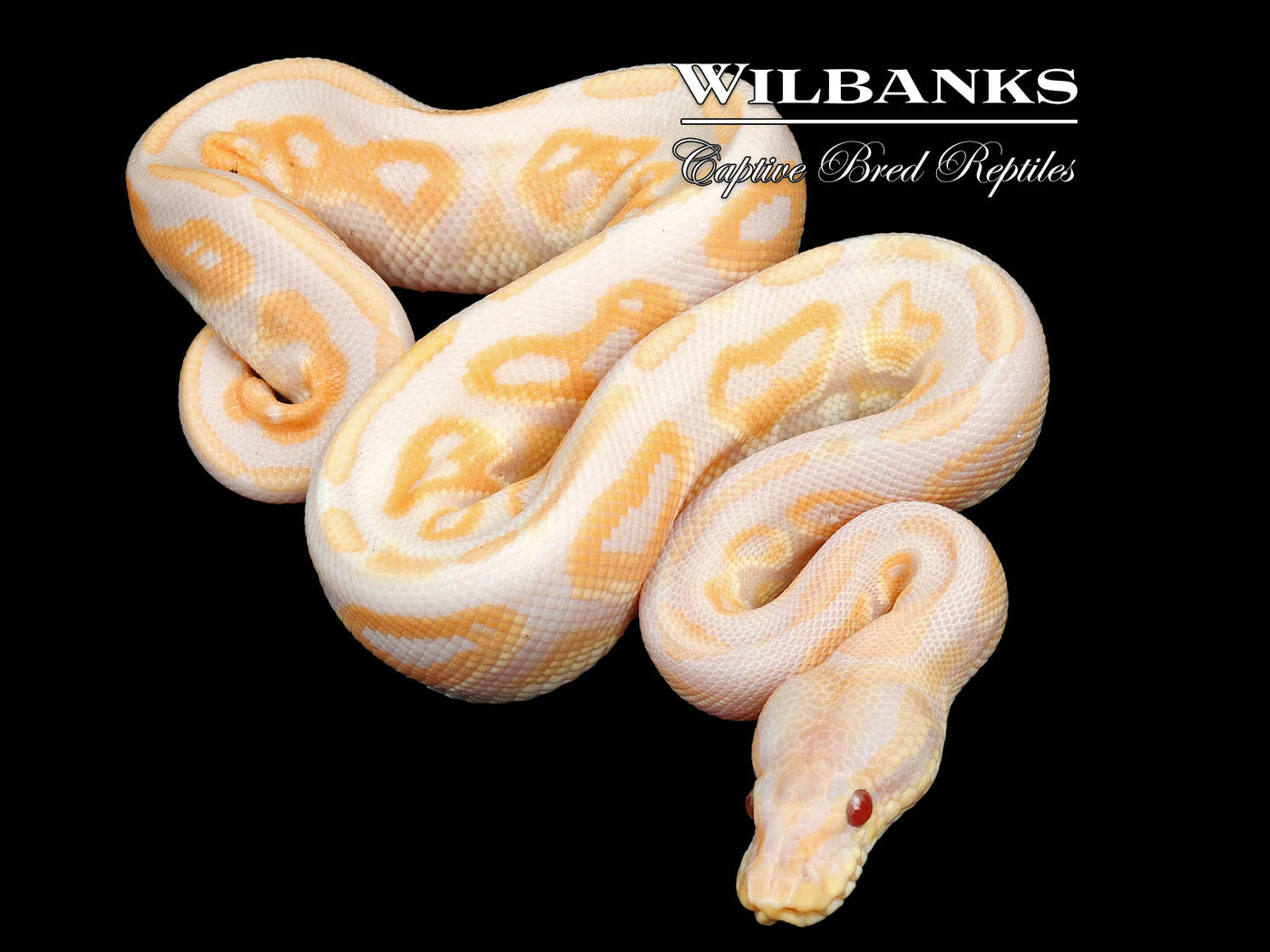 Lavender Albino Cinnamon 100% Het. VPI Axanthic Ball Python ♂ '24