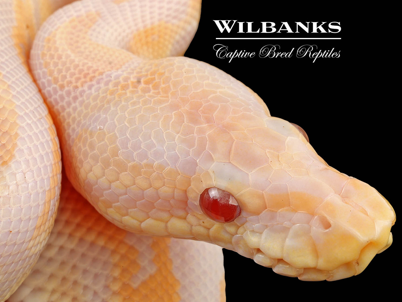 Lavender Albino Cinnamon 100% Het. VPI Axanthic Ball Python ♂ '24