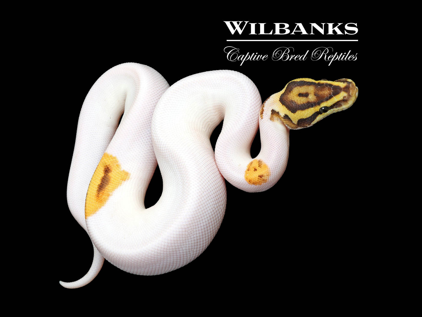 FireFly Enchi Pied Ball Python ♂ '25