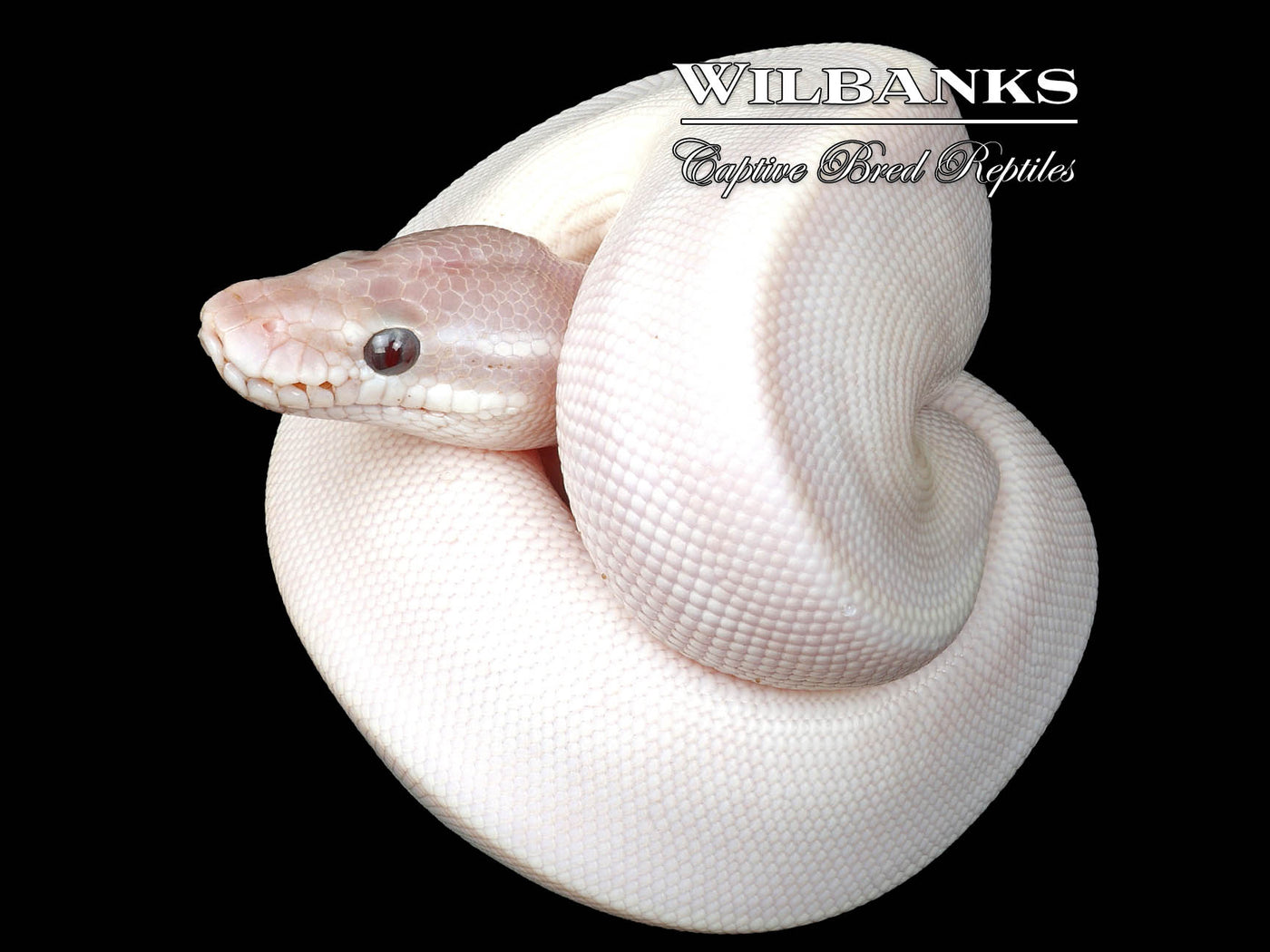 Banana Blue Eyed Leucistic (Super Mojave) Ball Python ♂ '25