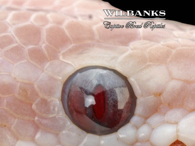 Banana Blue Eyed Leucistic (Super Mojave) Ball Python ♂ '25