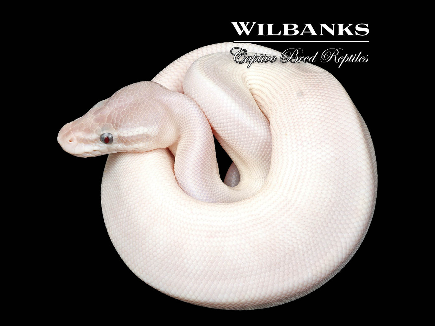 Banana Blue Eyed Leucistic (Super Mojave) Ball Python ♂ '25