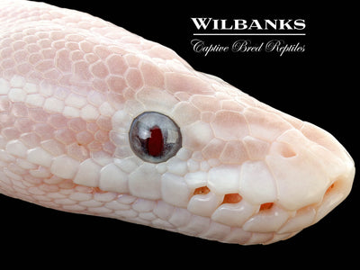 Banana Blue Eyed Leucistic (Super Mojave) Ball Python ♂ '25