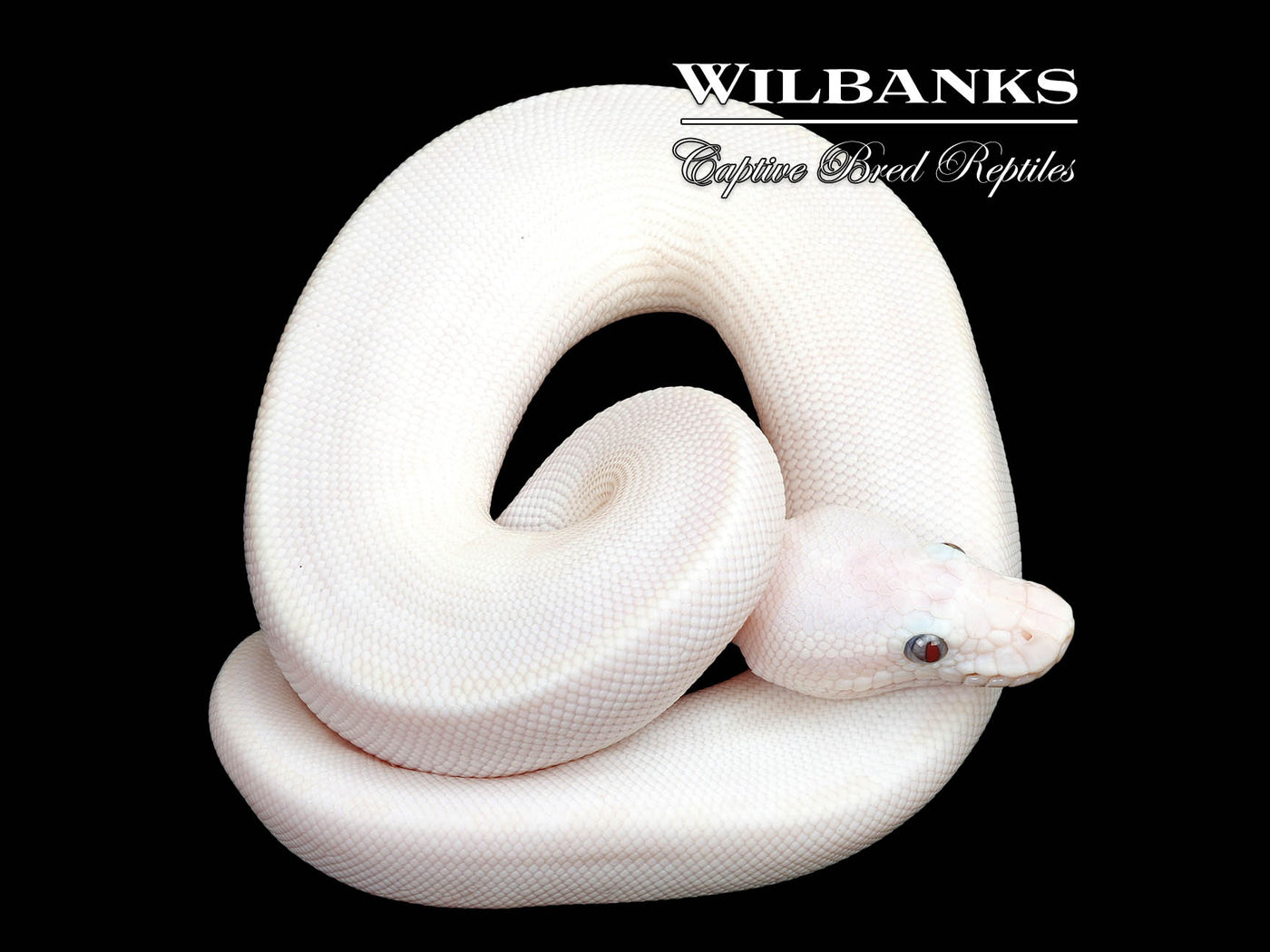 Banana Blue Eyed Leucistic (Mojave Butter) Ball Python ♂ '25