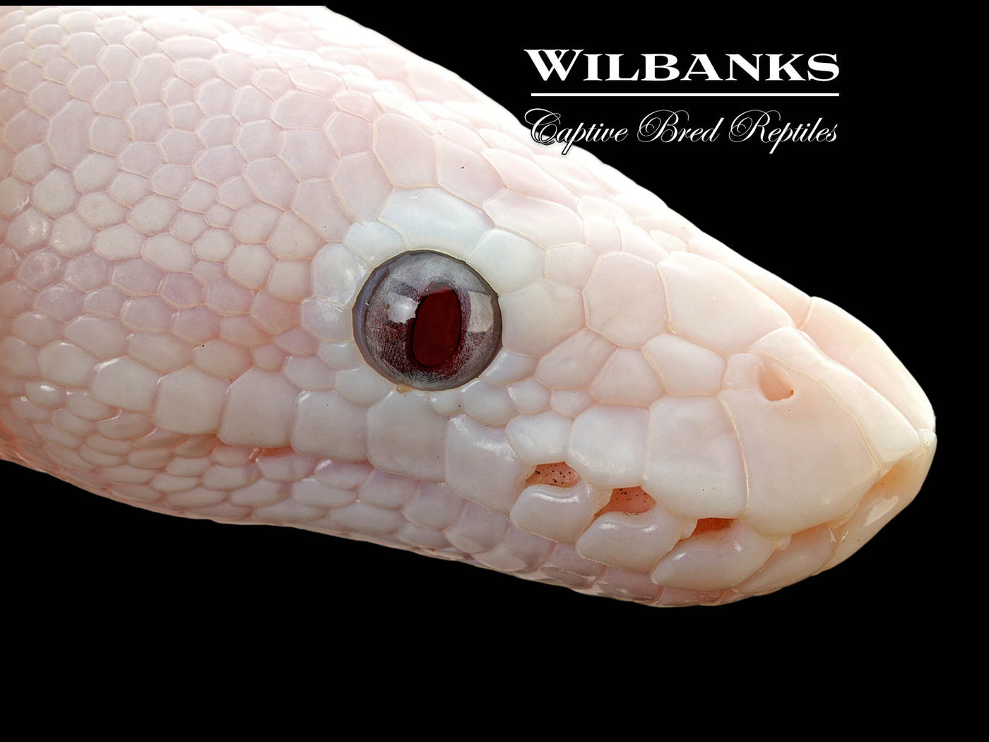 Banana Blue Eyed Leucistic (Mojave Butter) Ball Python ♂ '25