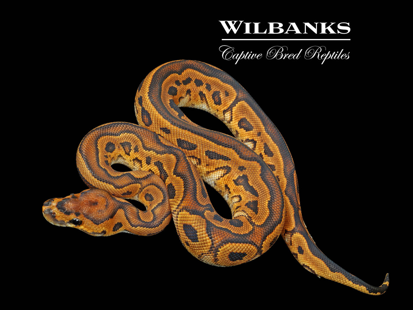 Sugar Yellow Belly Clown Ball Python ♀ '25