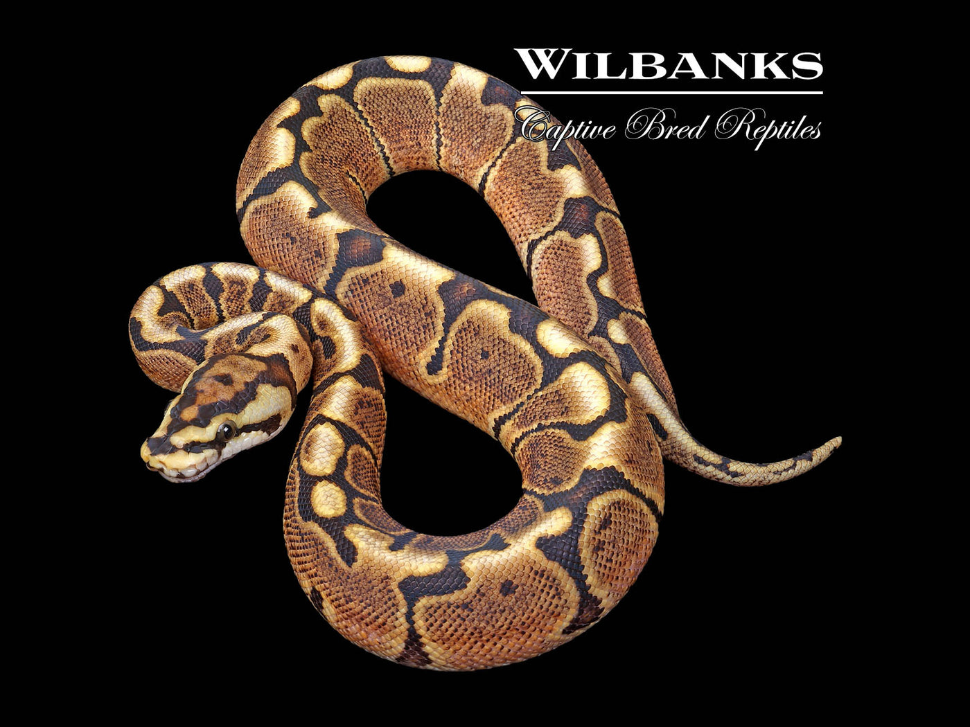 Spider GHI Ball Python ♀ '25