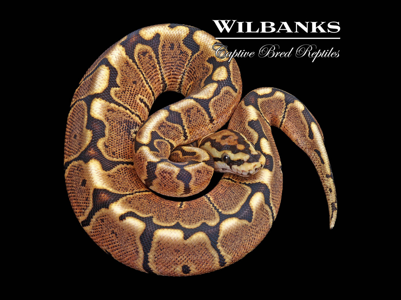 Spider GHI Ball Python ♀ '25