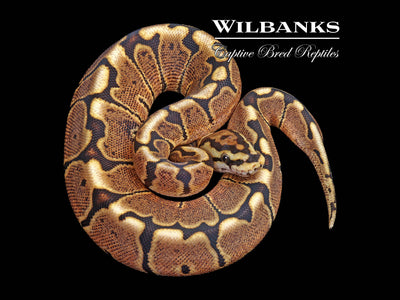 Spider GHI Ball Python ♀ '25