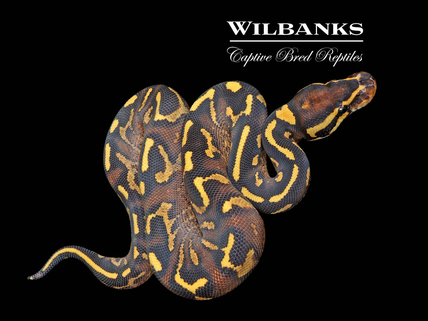 Super Gravel Ball Python ♂ '25