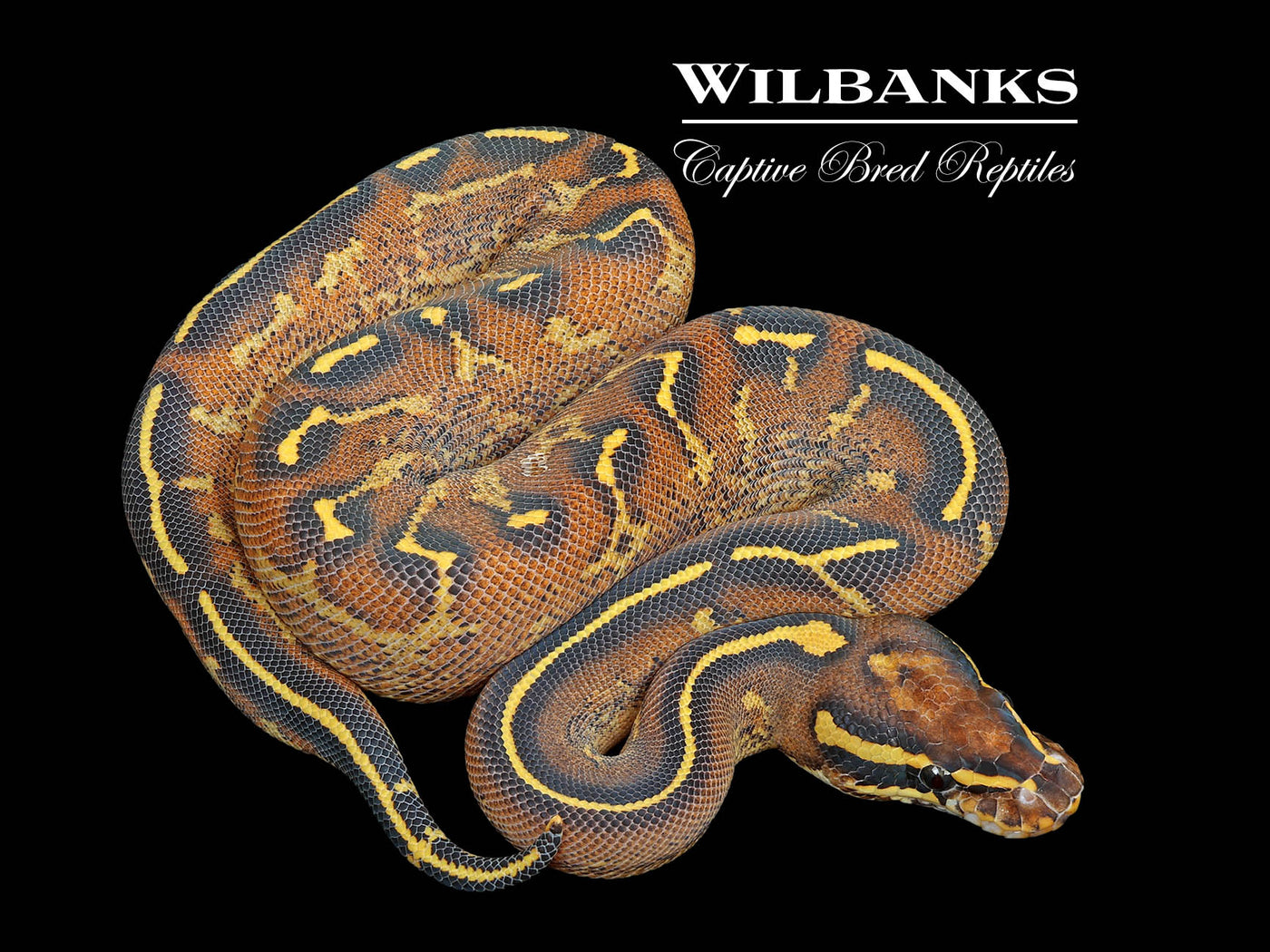 Freeway Ball Python ♀ '25
