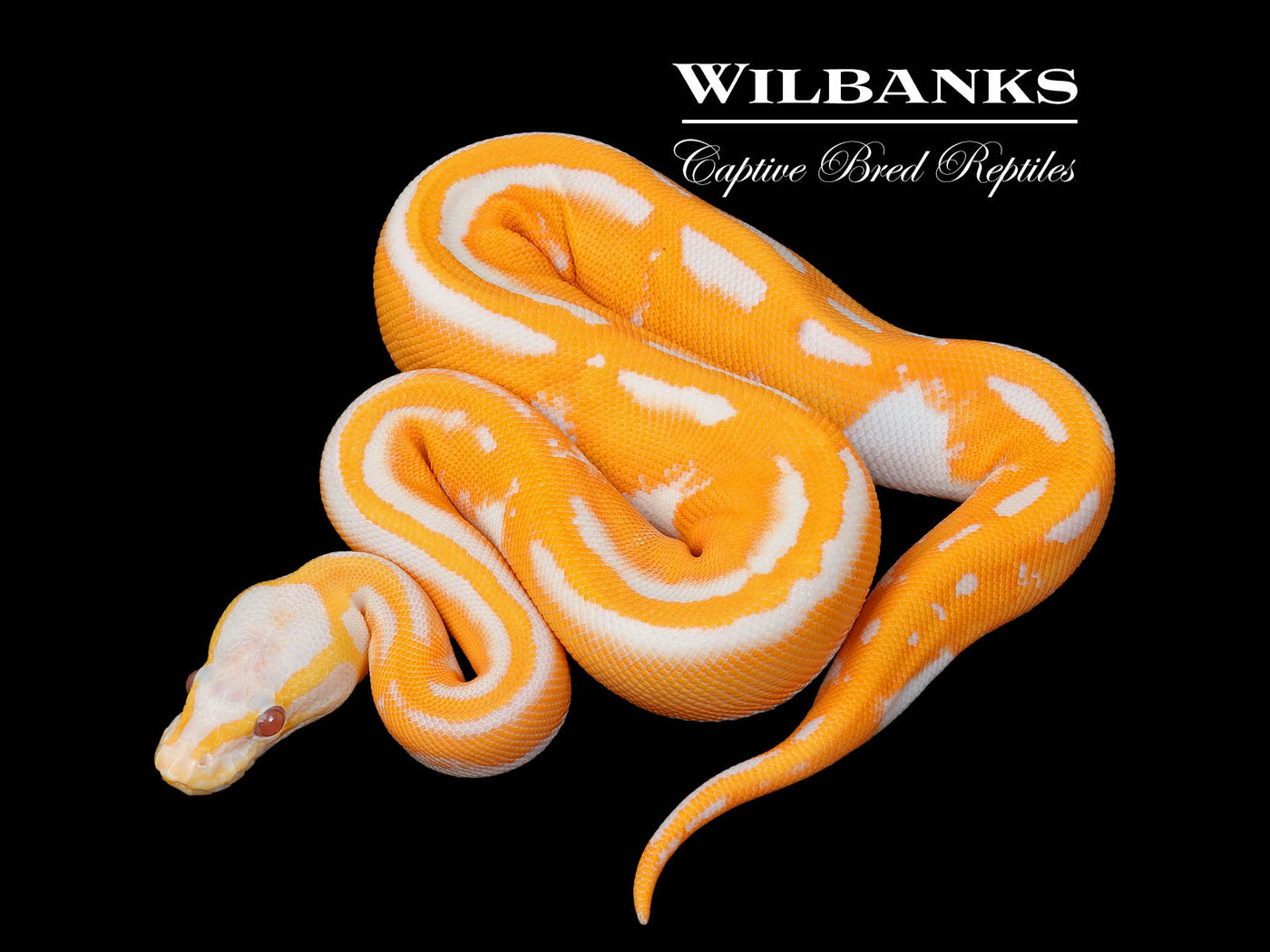 Blackhead Orange Dream Dreamsicle Ball Python ♀ '25