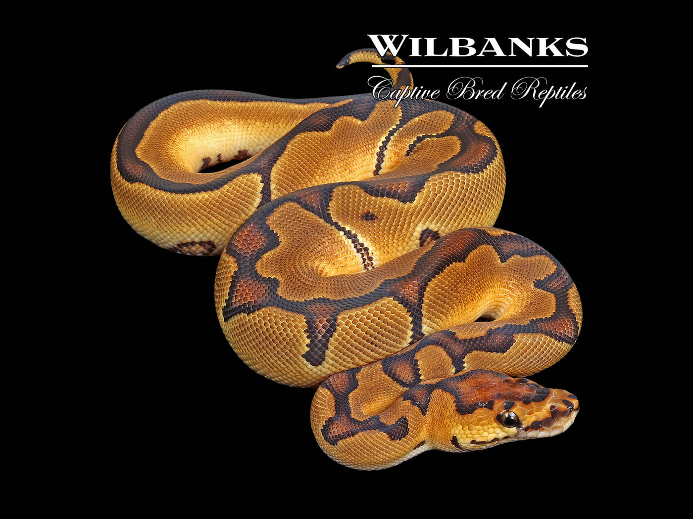 Enchi Clown Ball Python ♀ '24