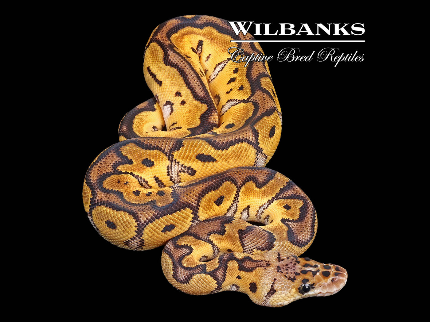 Pastel Clown Ball Python ♀ '24