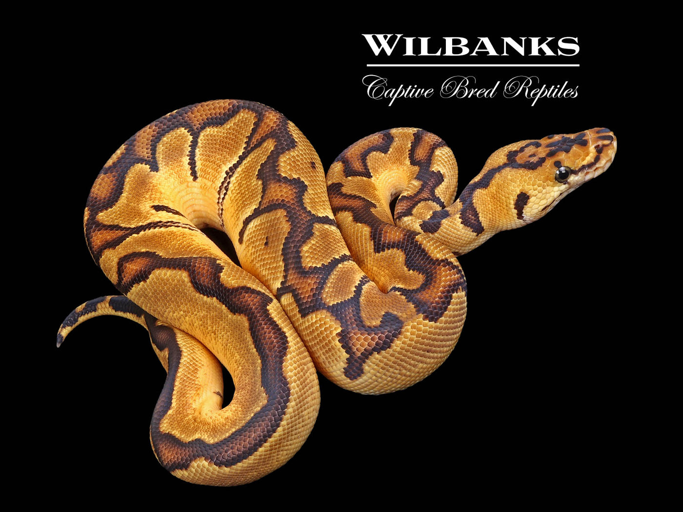 Pastel Enchi Clown Ball Python ♂ '24