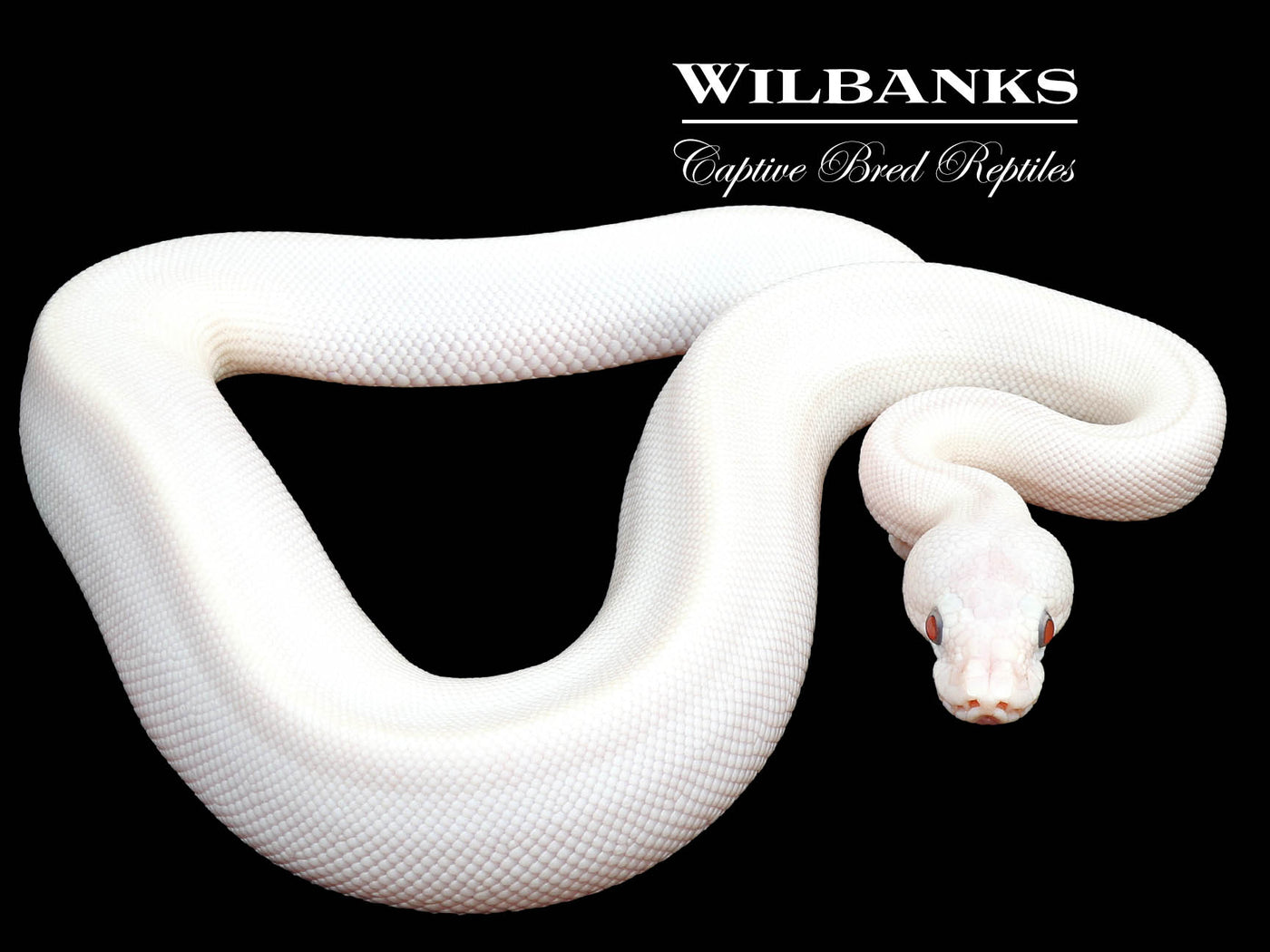 Banana Blue Eyed Leucistic (Mojave Butter) Ball Python ♂ '24