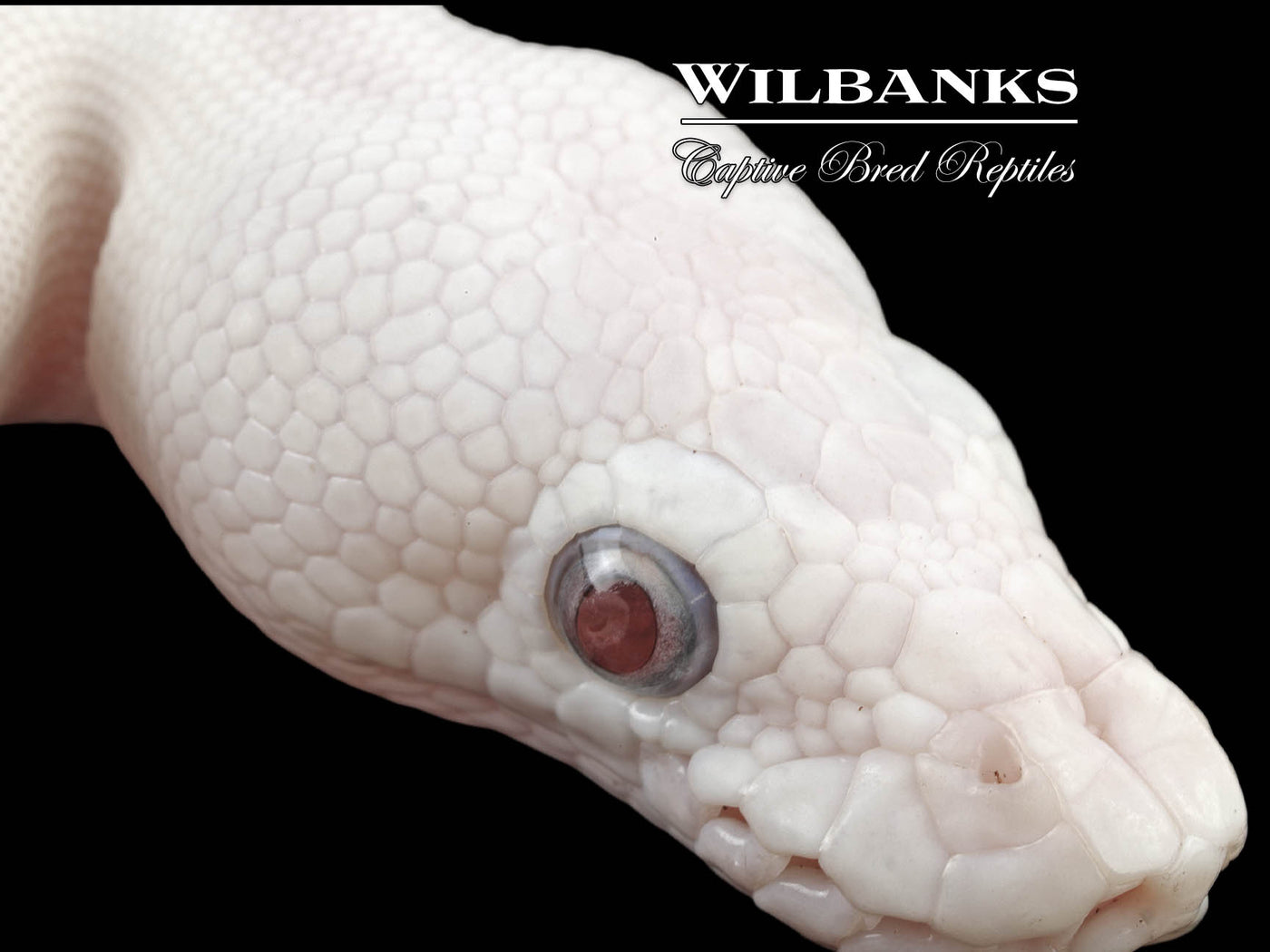 Banana Blue Eyed Leucistic (Mojave Butter) Ball Python ♂ '24