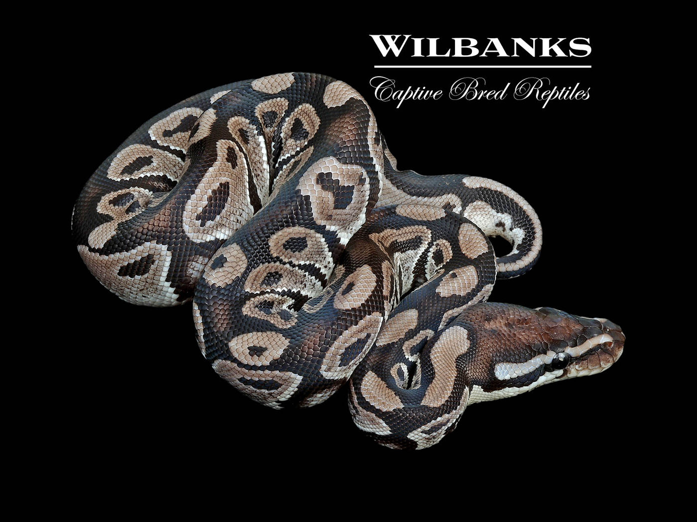 Axanthic (VPI) 100% Het. Lavender Albino Ball Python ♂ '24