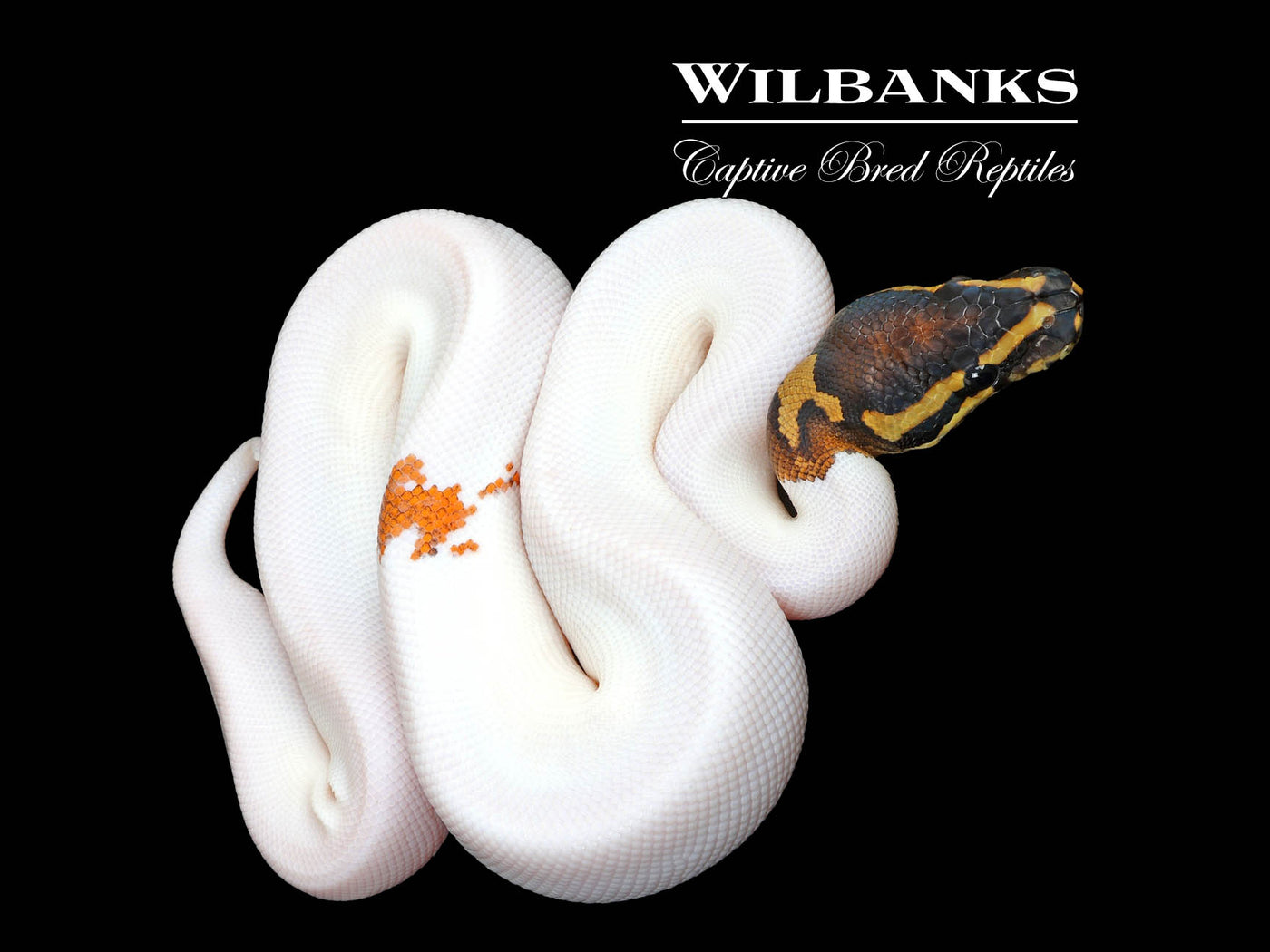 Sugar Yellow Belly Pied Ball Python ♂ '25