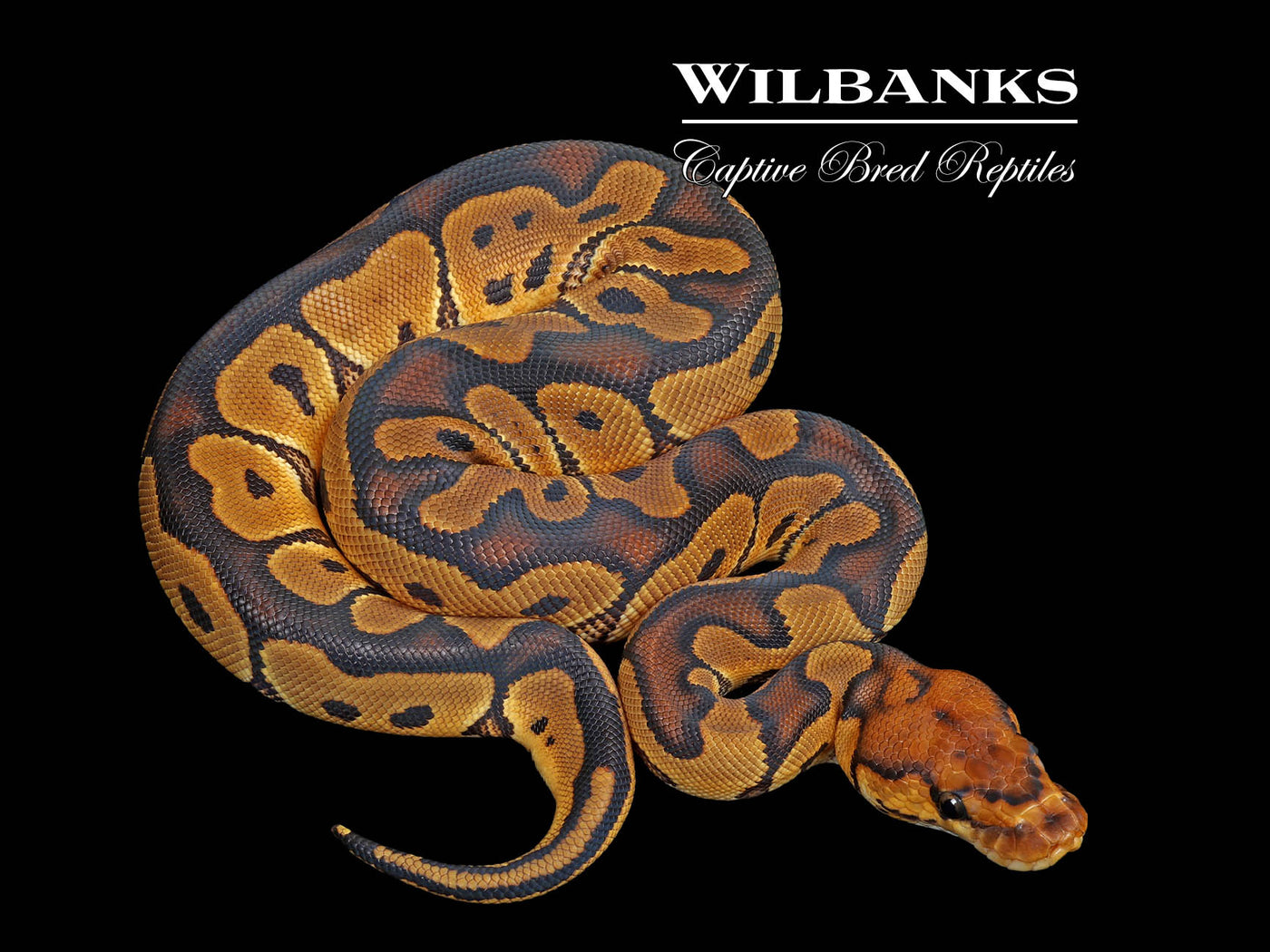 Clown 100% Het. Albino Ball Python ♀ '25