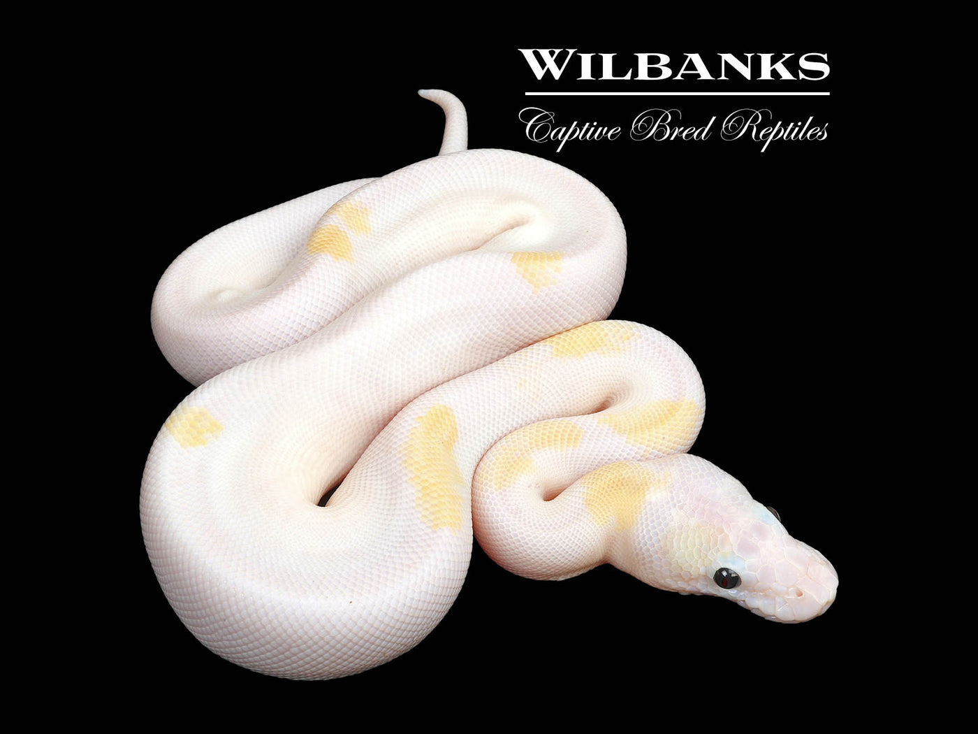 Super Fire Ball Python ♂ '25