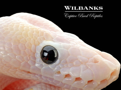 Super Fire Ball Python ♂ '25