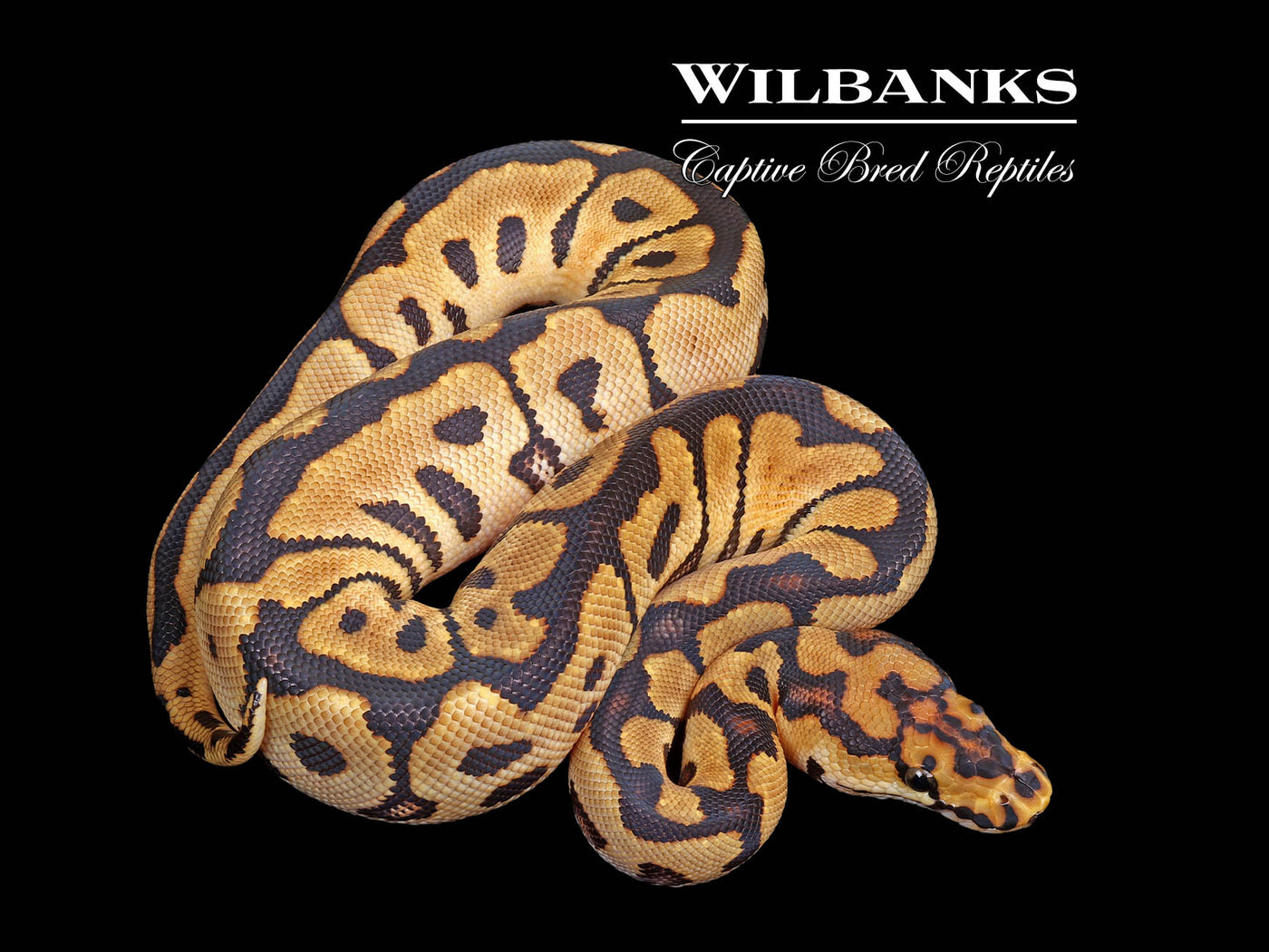 Spotnose Clown Ball Python ♀ '25