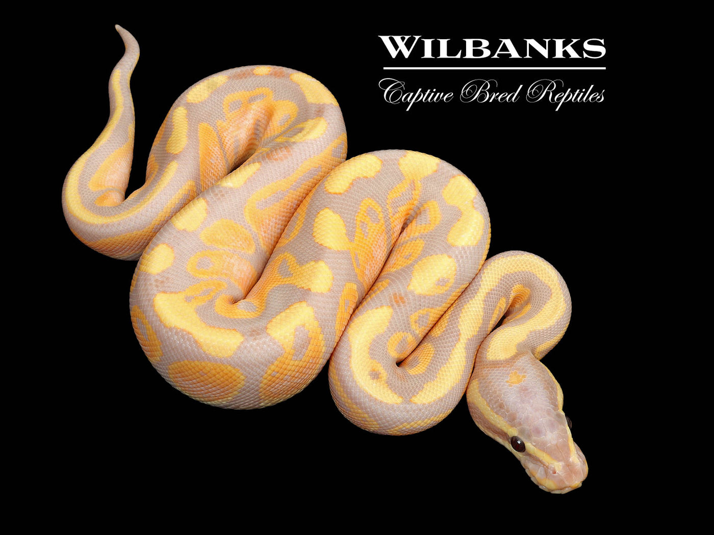 Banana Ball Python ♀ '25