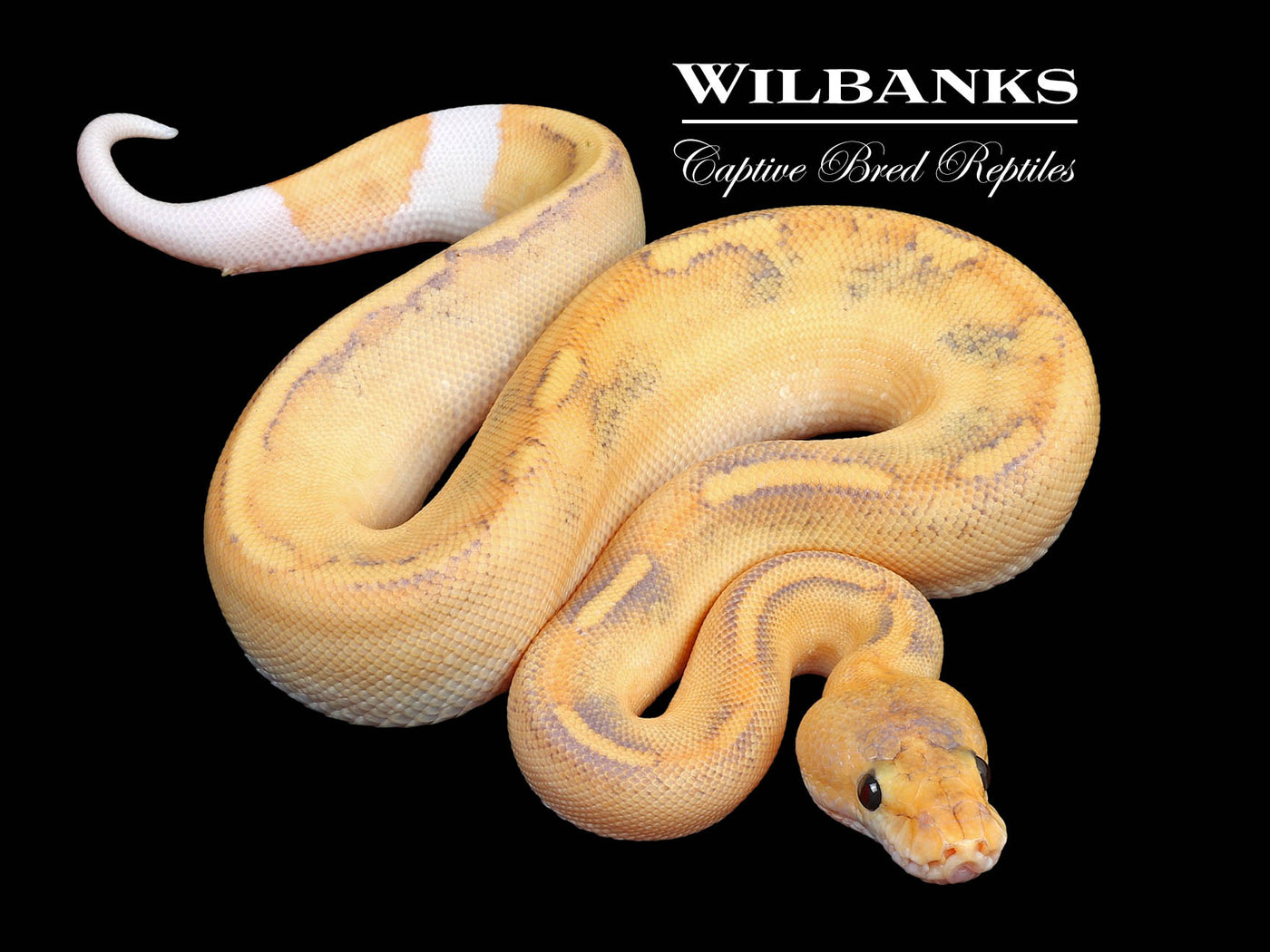 Fire Champ Crusher Ball Python ♀ '24