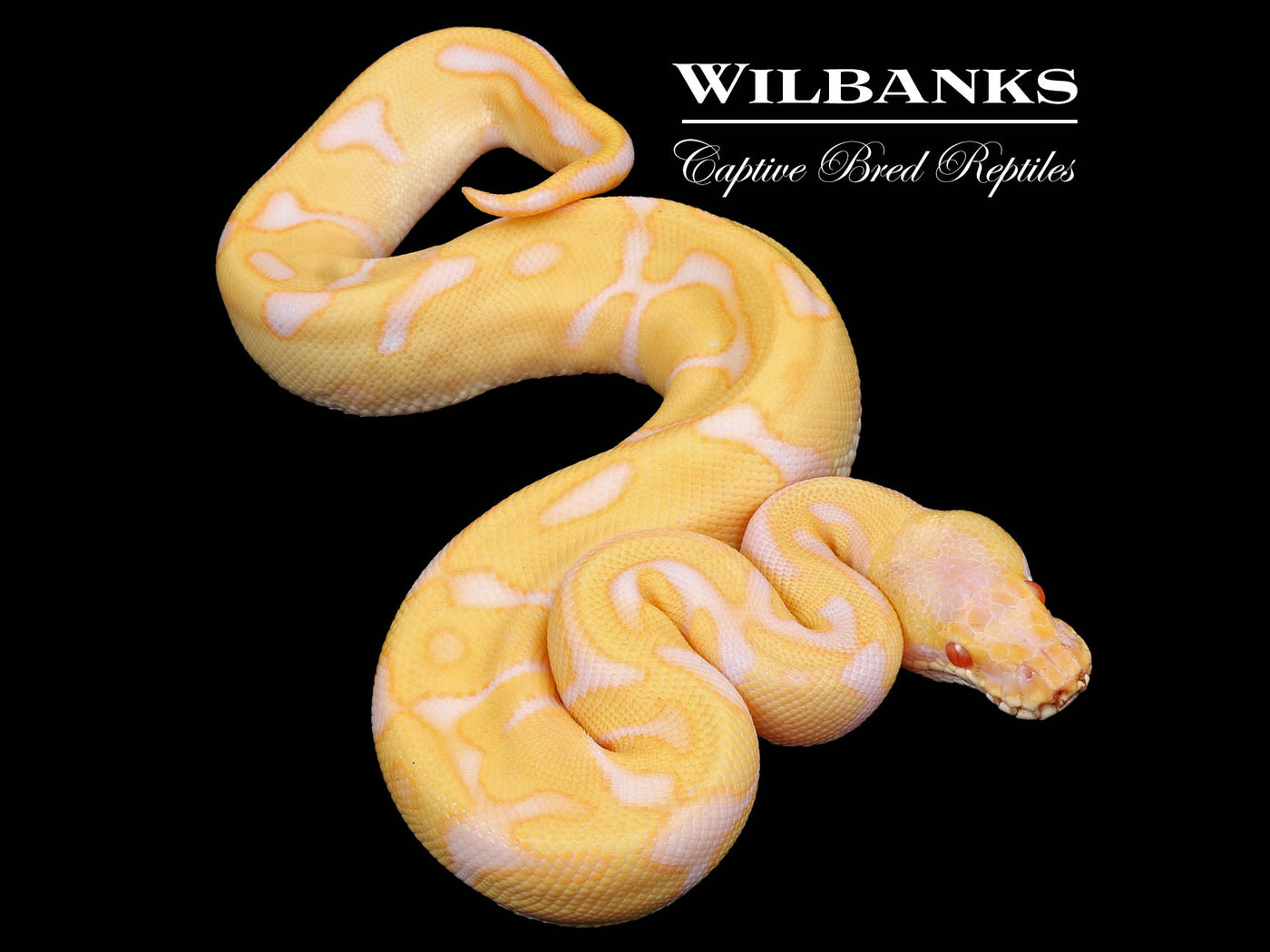 Albino Leopard Enchi Ball Python ♂ '24