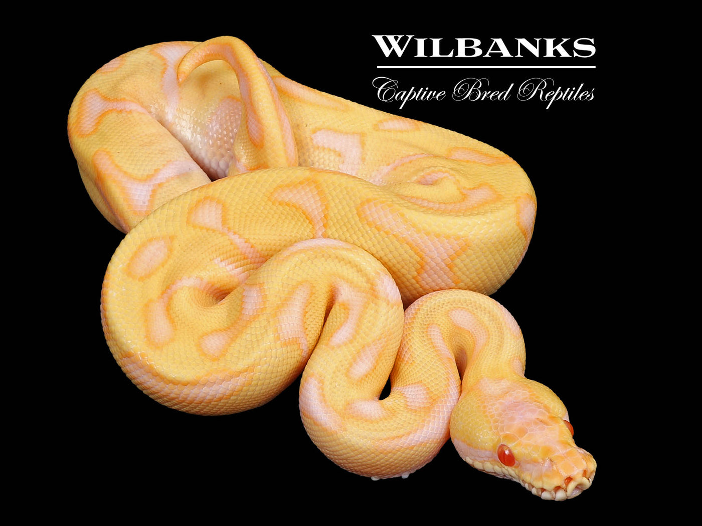 Albino Leopard Enchi Ball Python ♂ '24