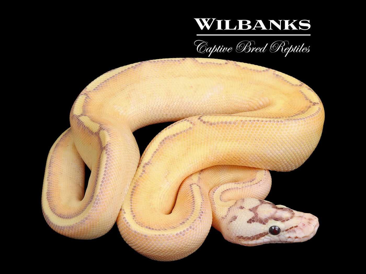 Pastel Enchi Puma Ball Python ♀ '24