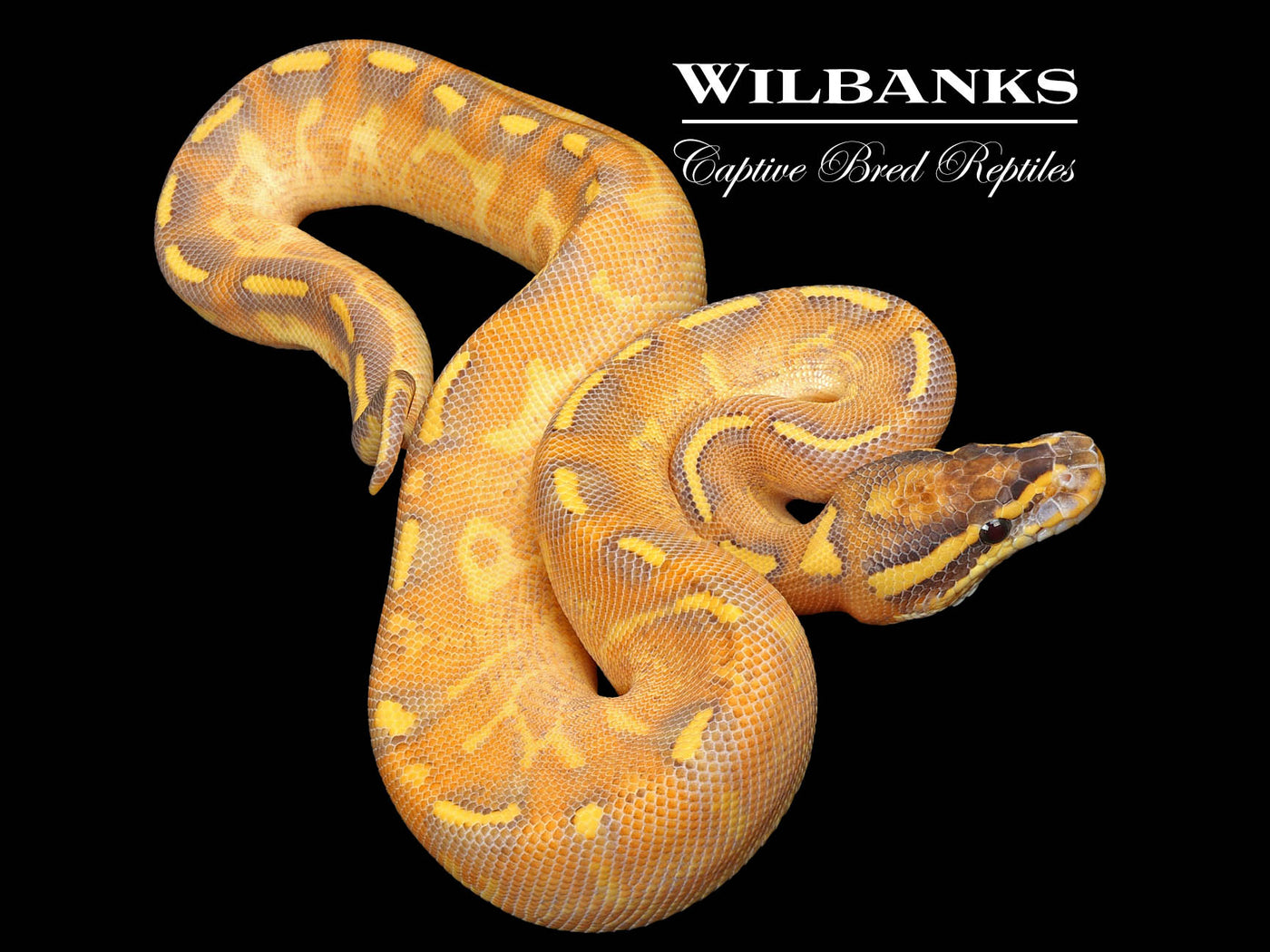 Enchi Freeway Mardi Gras Ball Python ♀ '24