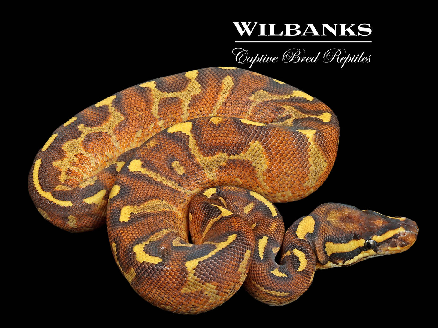 Enchi Super Asphalt Ball Python ♂ '24