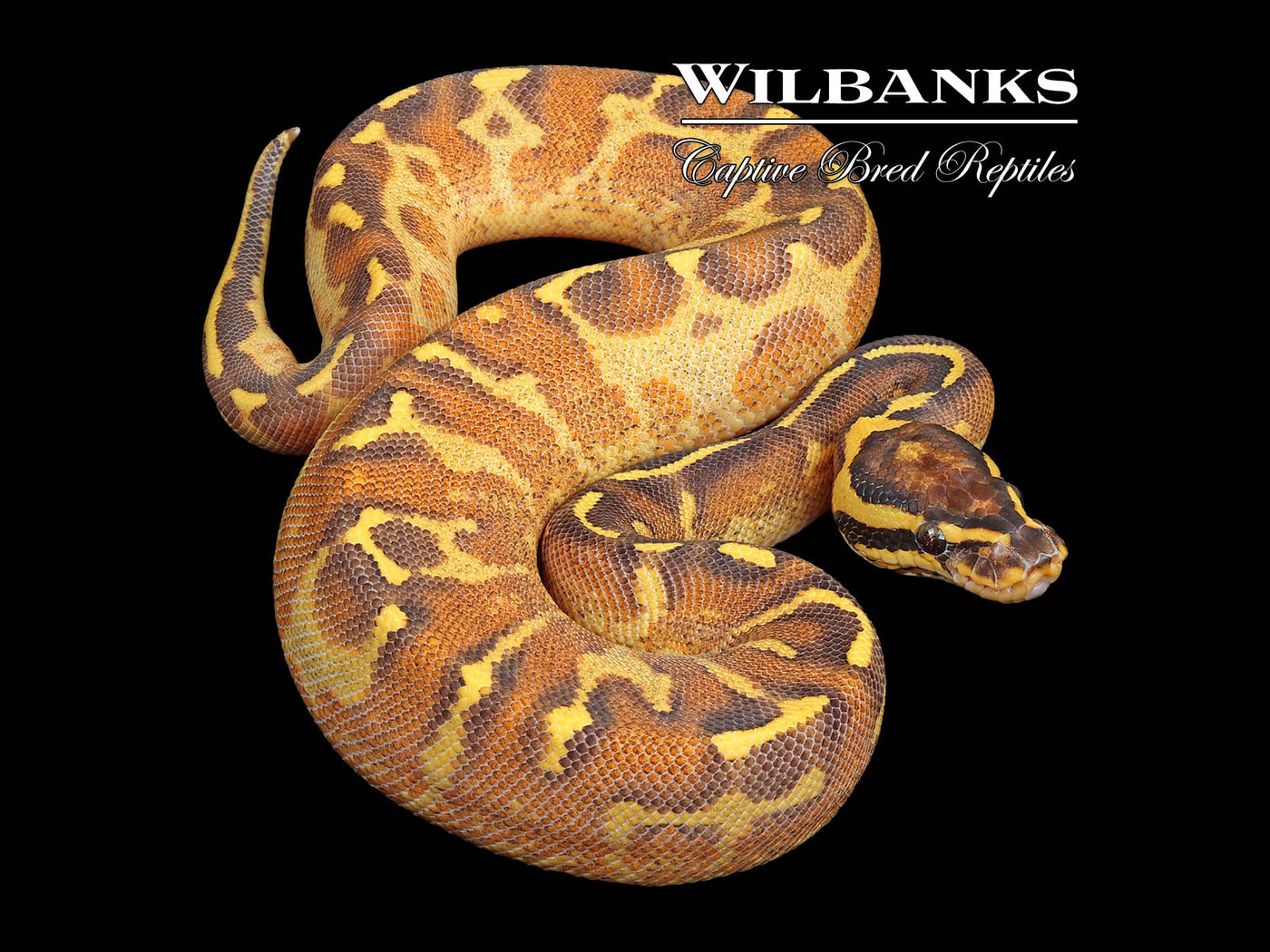 Enchi Super Asphalt Ball Python ♀ '24