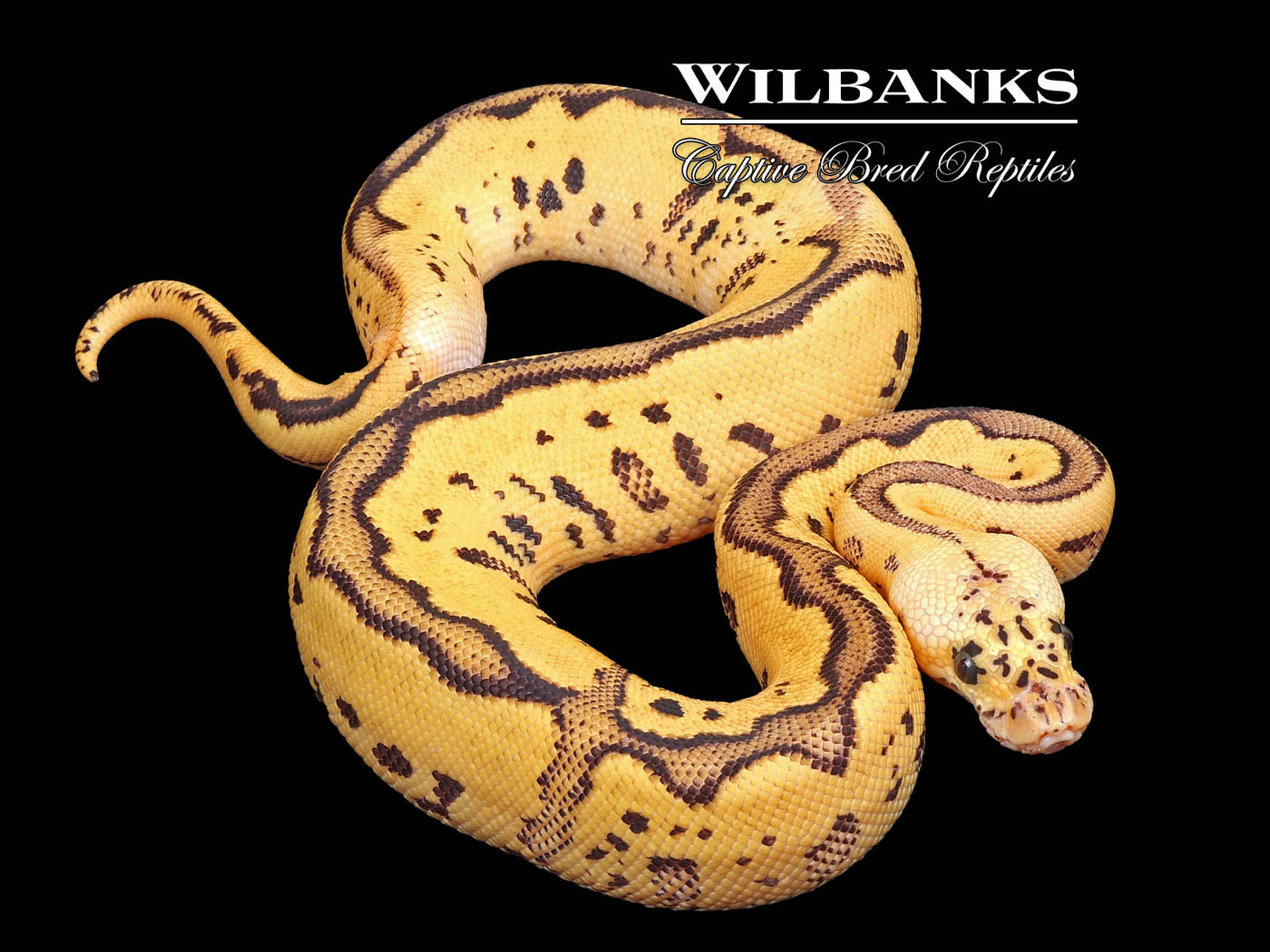 FireFly Leopard Clown Ball Python ♀ '24