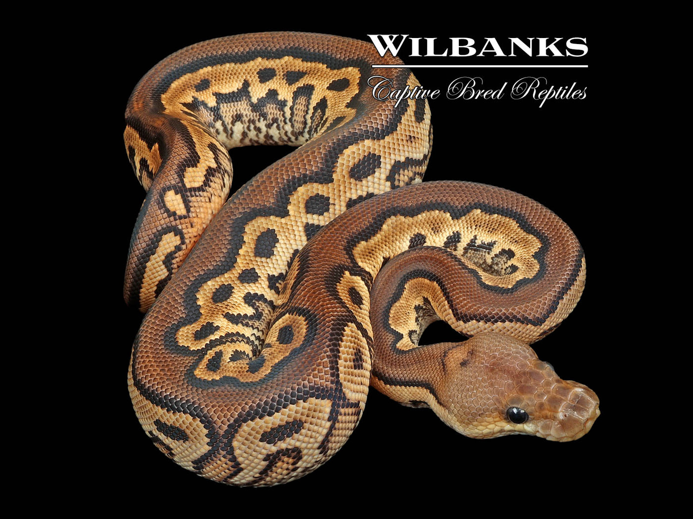 Cinnamon Yellow Belly Clown Ball Python ♀ '24