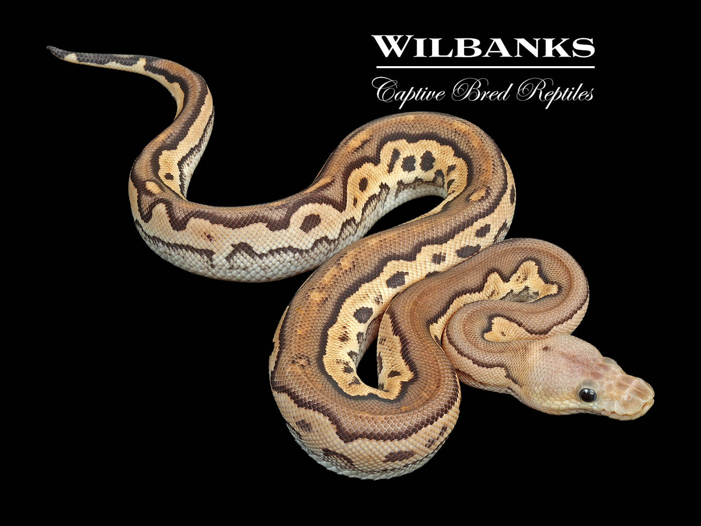 Fire Cinnamon Clown Ball Python ♀ '24