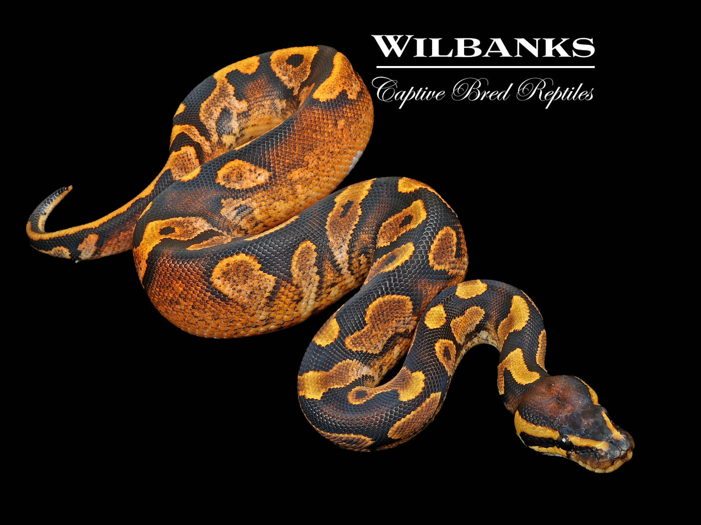 Sugar Yellow Belly 100% Het. Orange Crush Ball Python ♂ '24