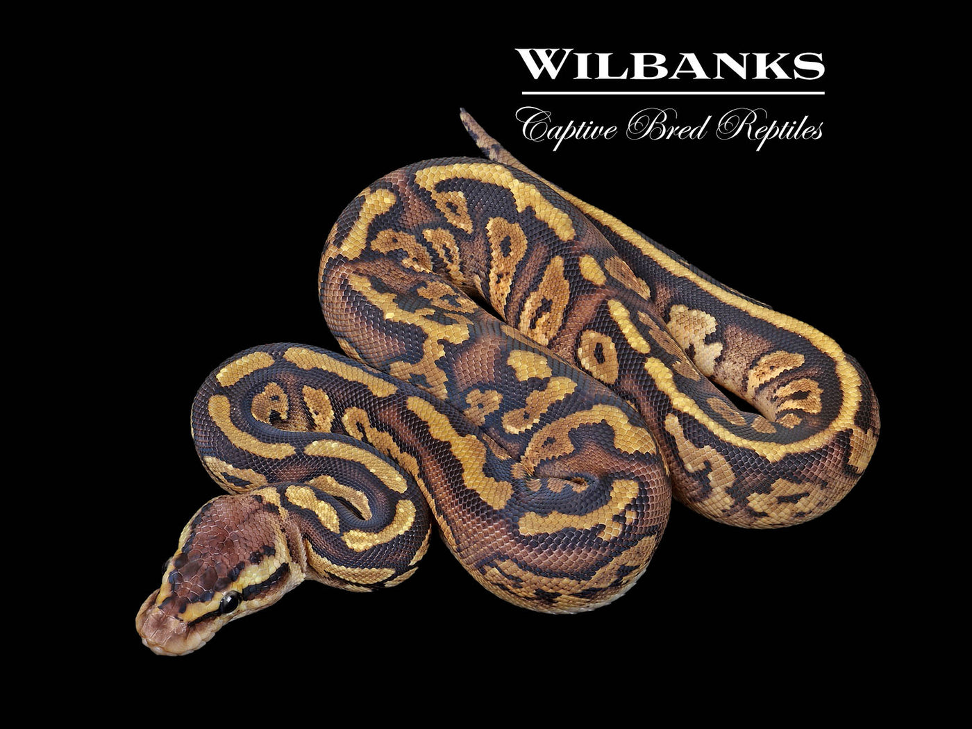 Mahogany Pastel 100% Het. Pied Ball Python ♀ '25
