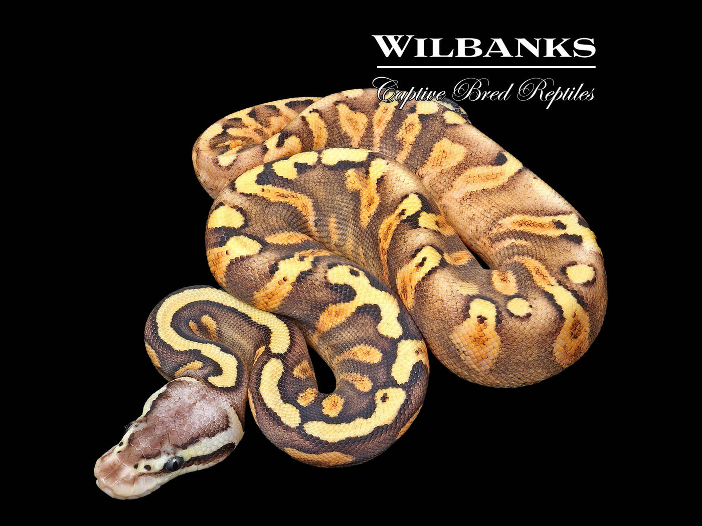 GHI Pastel Sugar Yellowbelly or Asphalt Ball Python ♀ '25