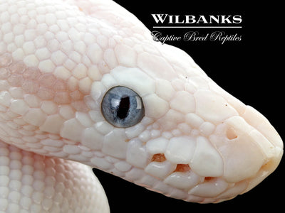 Blue Eyed Leucistic (Mojave Butter) Ball Python ♀ '25