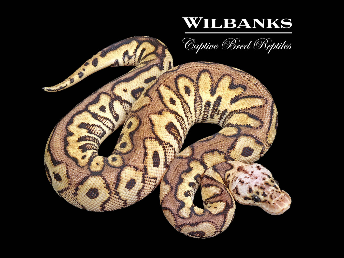 Pastel Spotnose Clown Ball Python ♂ '25