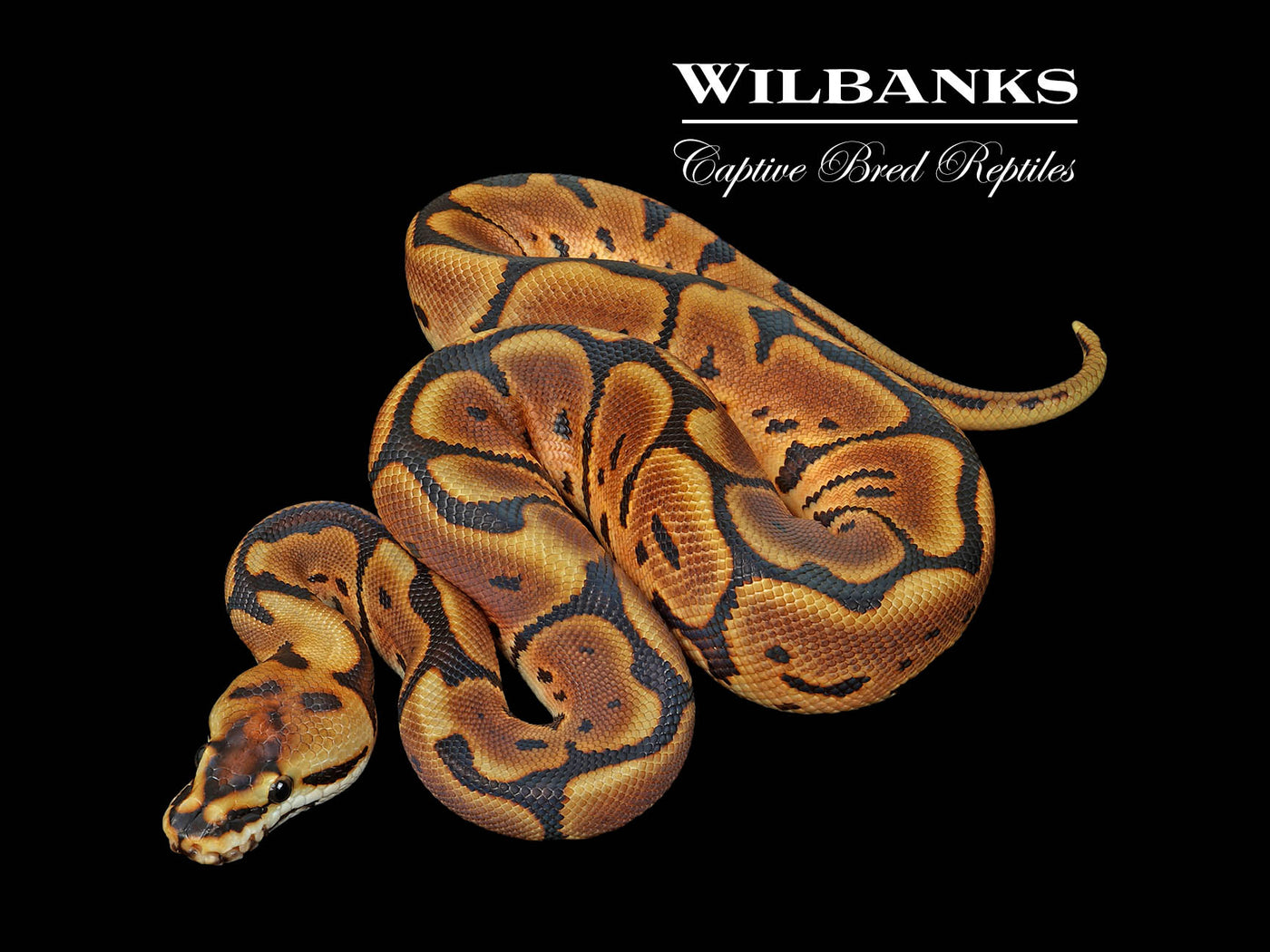 Black Pastel Leopard Spider Ball Python ♂ '25