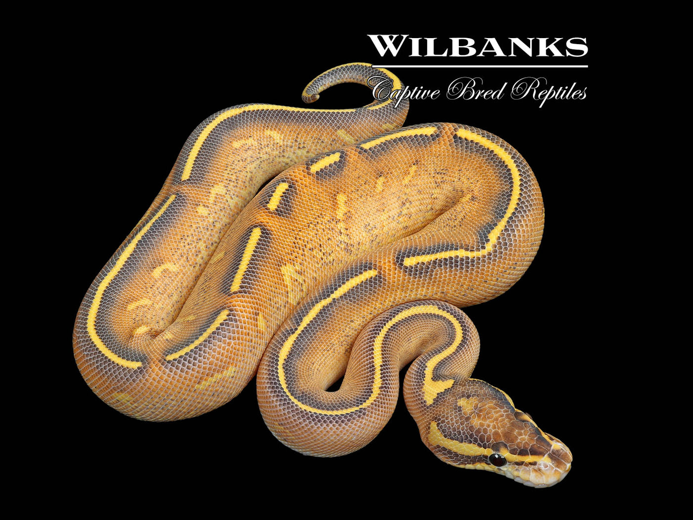 Highway Ball Python ♀ '25