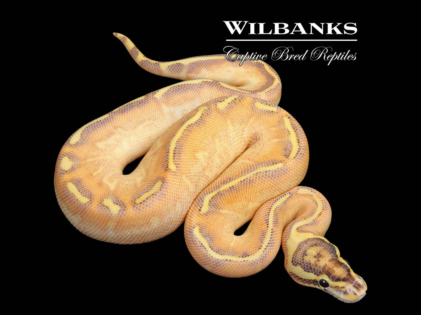 Enchi Highway Ball Python ♀ '25