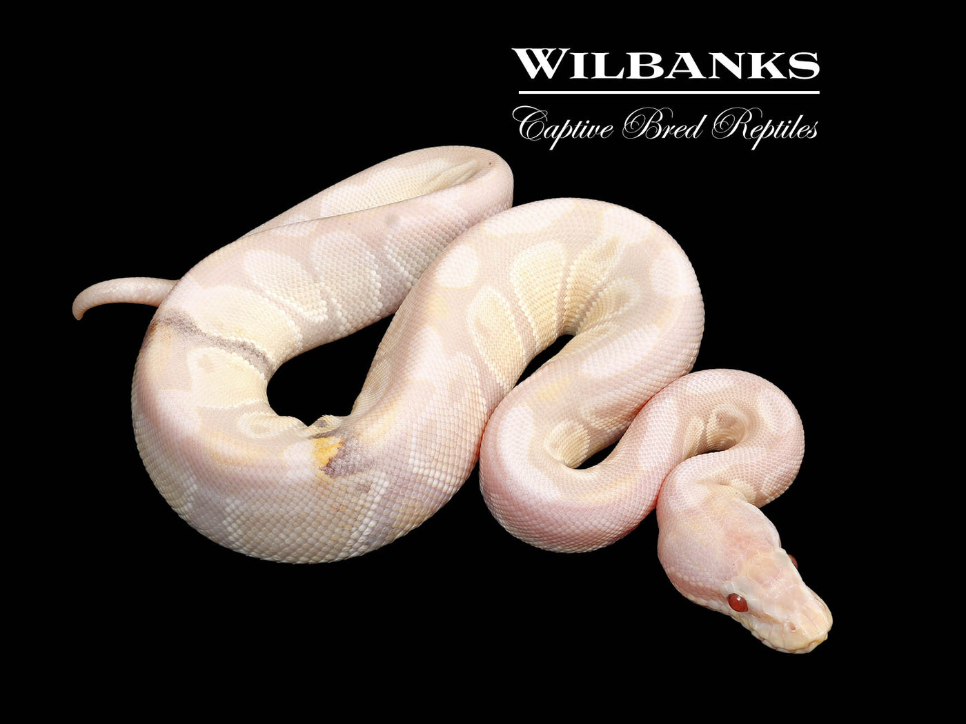 Lavender Snow 66% PH Orange Crush Ball Python ♂ '25