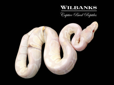 Lavender Snow 66% PH Orange Crush Ball Python ♂ '25