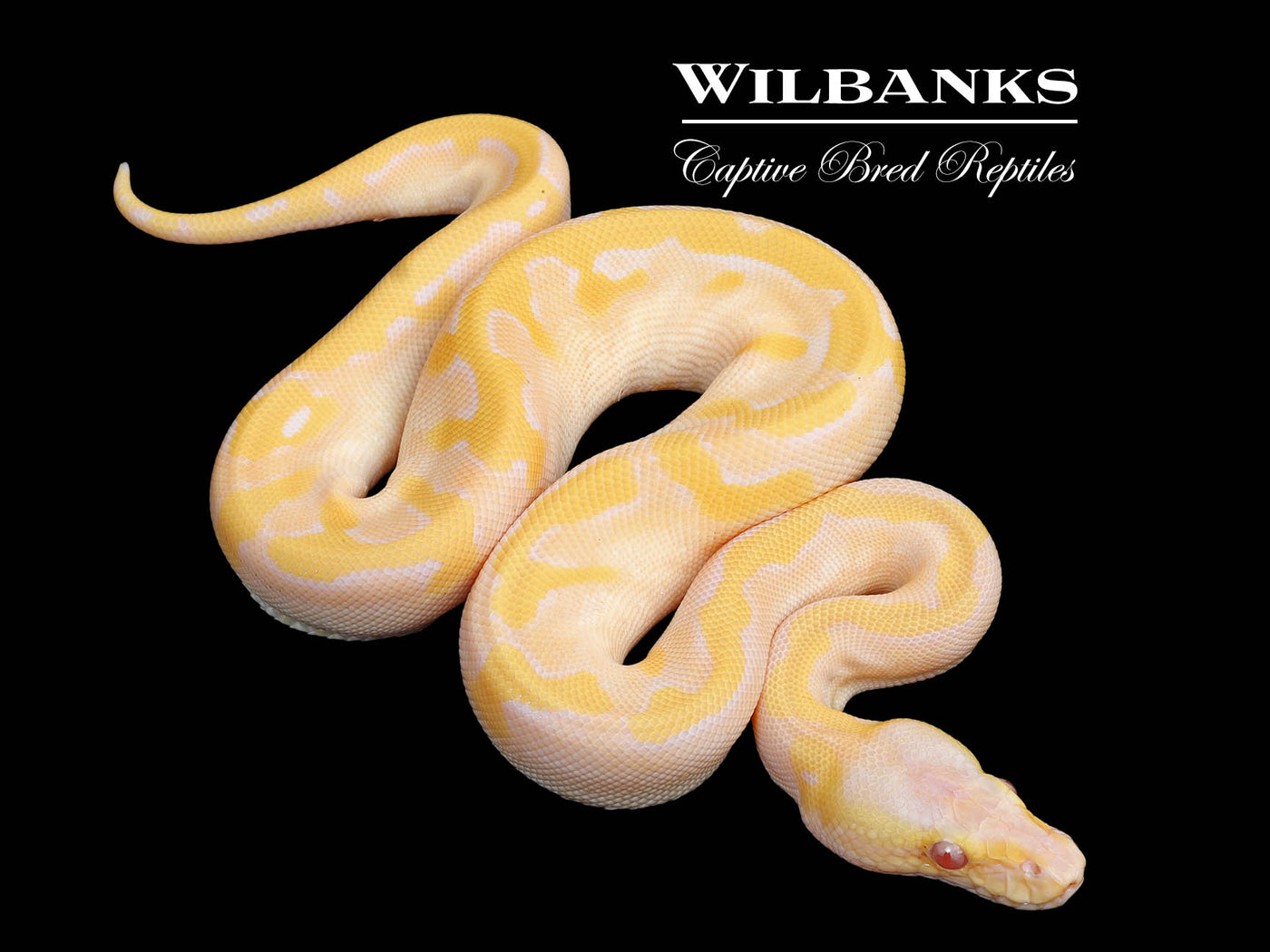 Lavender Albino Champagne Pastel Enchi Ball Python ♀ '25